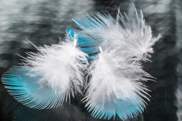 Light soft bird feathers on glass with reflection