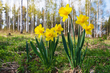 Yellow daffodils in springtime