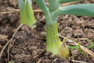 onion grows in the garden