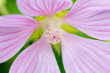 lilac flower petals close-up