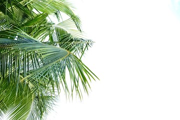 Naklejka premium Tropical coconut tree leaves on white isolated background for green foliage backdrop 