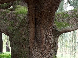 Arboretum de la Vallée-aux-Loups