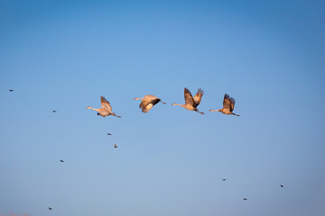 sandhill crane birds in flight