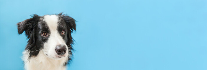 Funny studio portrait of cute smilling puppy dog border collie isolated on blue background. New...
