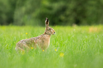 European hare (Lepus europaeus) closeup in summer among grasses