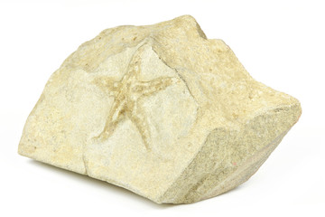 Palaeocoma Escheri starfish fossil from Forcalquier, France
