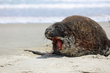 Neuseeländischer Seelöwe (Phocarctos hookeri) an einem Strand auf der Otago Halbinsel. Neuseeland