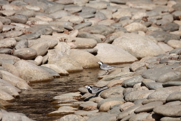 Wagtail walks through a rock garden
