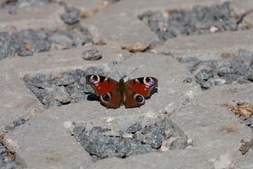 Butterfly basking on stones on a spring day