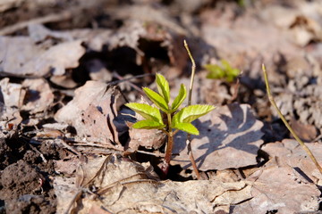 Young plant wakes up after winter