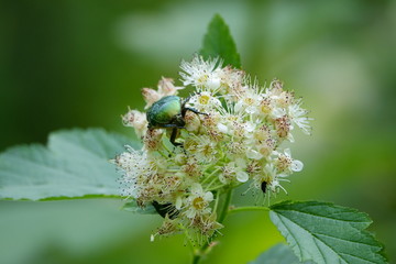 Flower chafer sitting on a flower