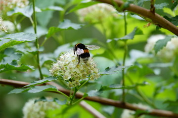 Bee sitting on a flower