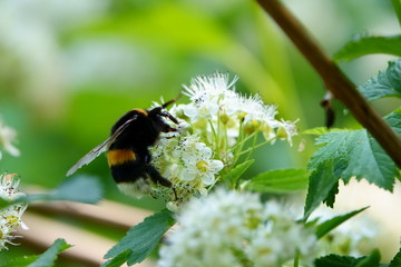 Bee sitting on a flower