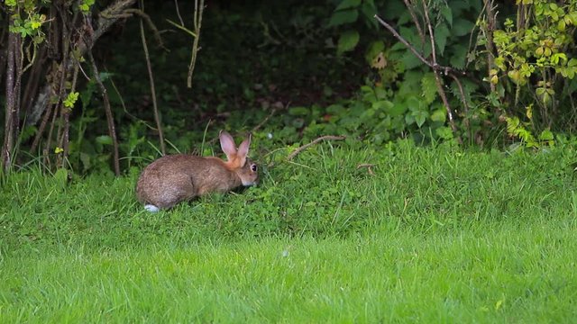 A Rabbit Eating Grass and then Jumping Away into a Hedge