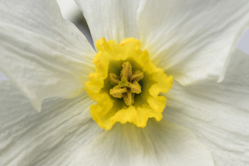 Spring flower narcissus.