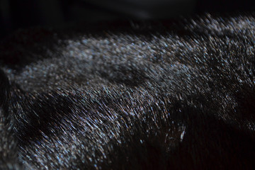Mink fur natural color. Glitter fur. Black background with glitter. Sun overflows