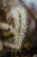 Obraz premium Semi dry meadow plant - Setaria Faberi