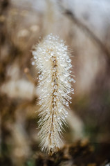 Semi dry meadow plant - Setaria Faberi