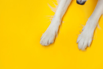 Funny puppy dog border collie paws close up isolated on yellow background. Pet care and animals...