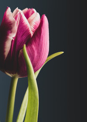 elegant tulip close up