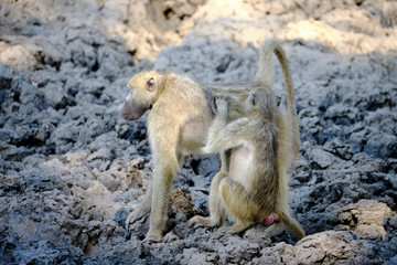 Baboon in Mana Pools National Park, Zimbabwe