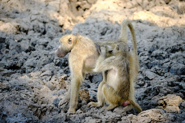 Baboon in Mana Pools National Park, Zimbabwe