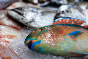 Fresh fish in ice on the market
