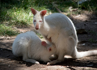 the albino wallaby is feeding her joey