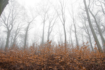 winter forest in fog. Dark landscape. wallpaper background. Germany Outdoor 