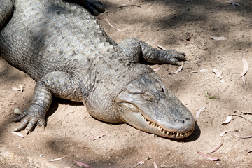the alligator is warming himself in the sun