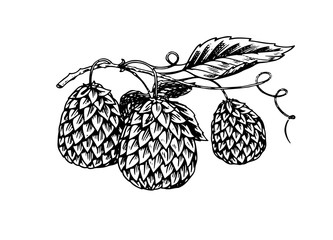 Hops plant with leaves in vintage style. Engraved monochrome sketch for banner or logo, beer or book. Vector illustration in doodle retro style. Hand drawn outline of herb.