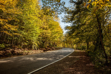 Obraz premium Empty road in forest landscape