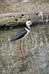 Naklejka premium the black winged stilt is walking in water