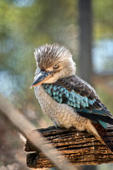 the blue winged kookaburra is looking out for danger