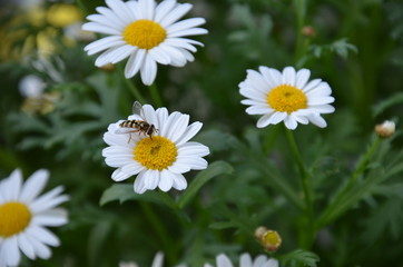 Schwebefliege auf Blume