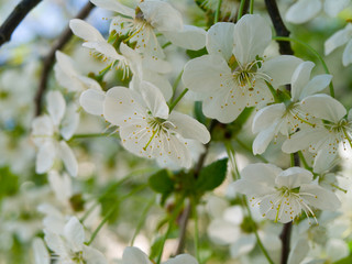  white spring cherry flowers close-up