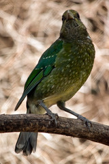 the catbird is perched on a branch