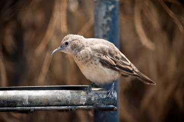 this is a side view of a honeyeater