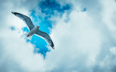 Wolny jak ptak © Zachart