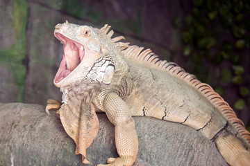 this is a close up of a green iguana with its mouth open