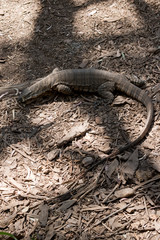the lace lizard is hard to spot as he blends in with the backgroung