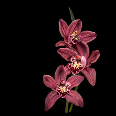 a branch of red cymbidium orchid flowers on black background