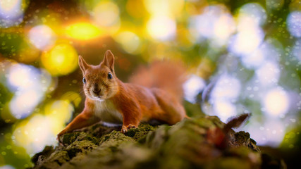 Obraz premium Red squirrel on a tree, closeup, selective focus.