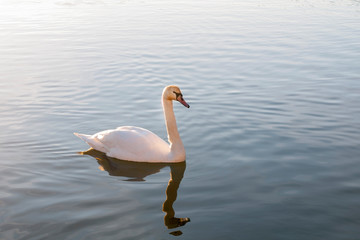 white swans on an autumn lake on a sunny day