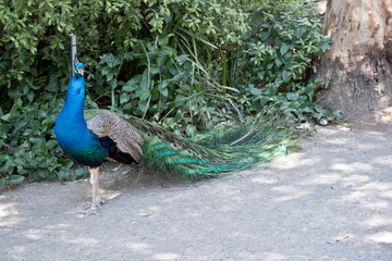 Obraz premium the peacock is a beautiful bird with a long train of feathers