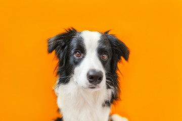 Funny studio portrait of cute smilling puppy dog border collie isolated on orange background. New...