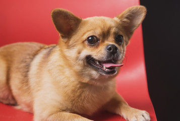 a small emotional dog sits and lies on a red chair on a dark background