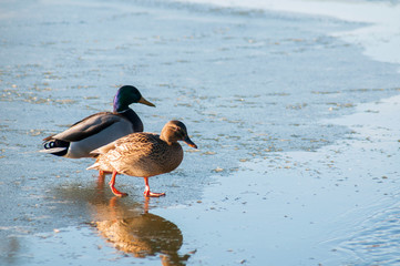 wild ducks in winter on a good day ice