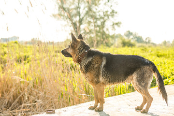 dog, German shepherd has a rest on river bank after bathing
