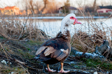 wild ducks in winter on a good day ice